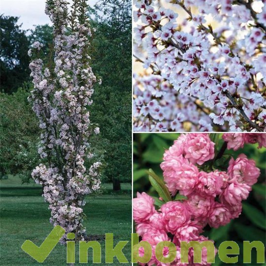Prunus ser. Amanogawa, zuilsierkers