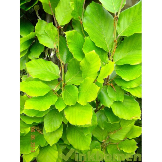 Fagus sylvatica Dawijck Gold