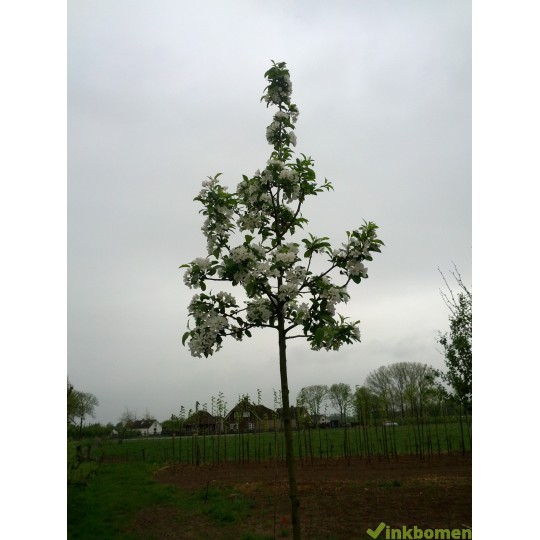Malus red Sentinel, Sierappel