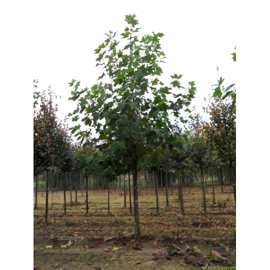 Platanus Acerifolia, Plataan