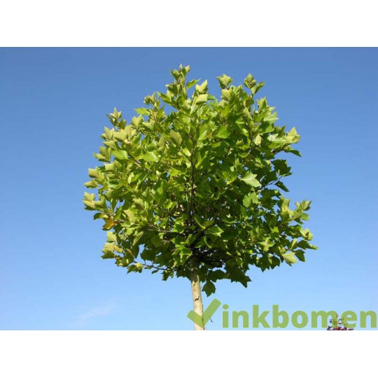 Platanus hisp. Alphens Globe, Bolplataan