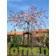 Bolkers, Prunus Kiku-Shidare