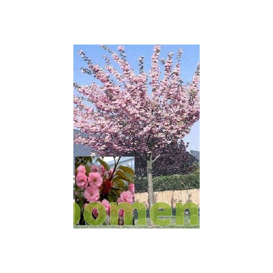 Bolkers, Prunus Royal Burgundy