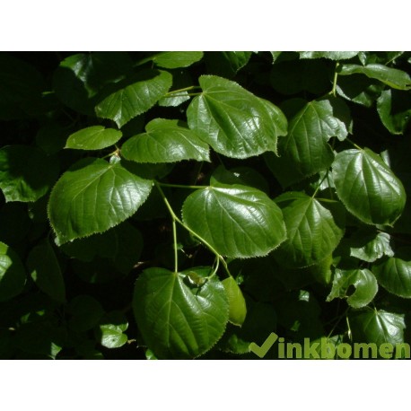 Tilia europea Euchlora, krimlinde