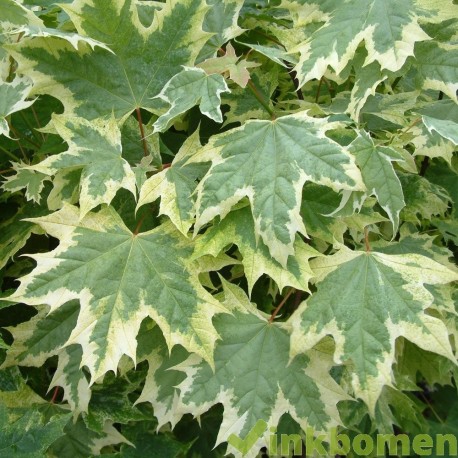 Acer plat. Drummondii