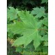 Acer platanoides, noorse esdoorn