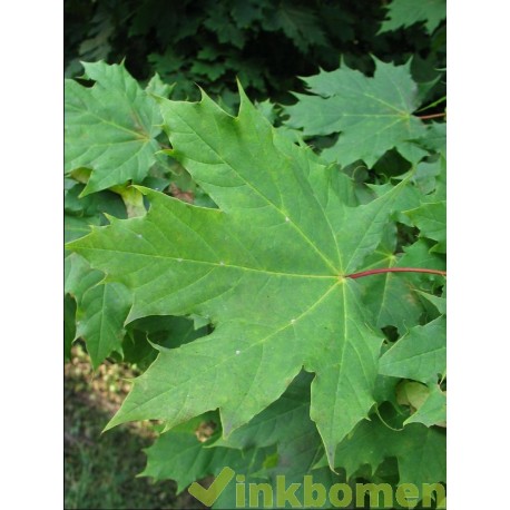 Acer platanoides, noorse esdoorn