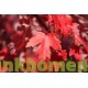 Acer Rubrum, rode esdoorn