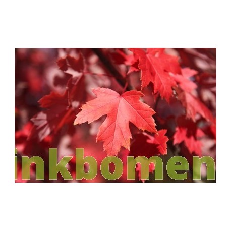 Acer Rubrum, rode esdoorn