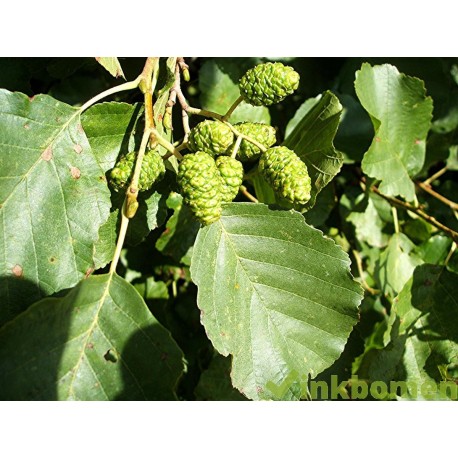 Alnus glutinosa, gewone els
