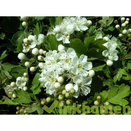 Crataegus monogyna, eenstijlige meidoorn