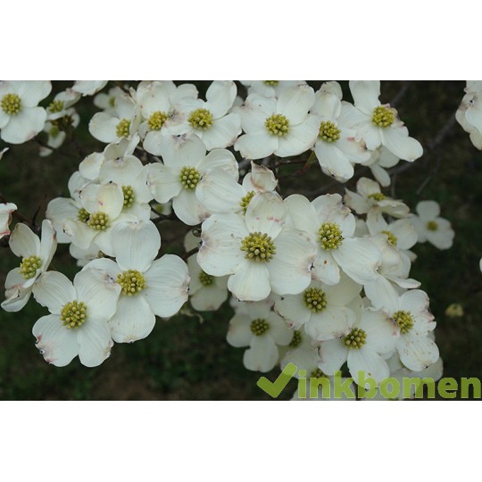 Cornus florida, veelbloemige kornoelje
