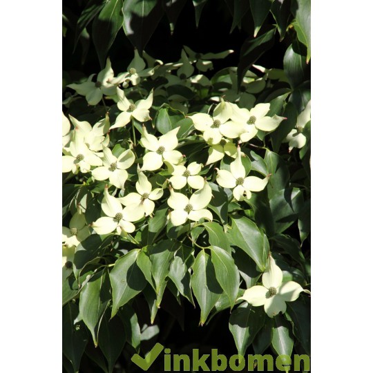 Cornus kousa, Japanse grootbloemige kornoelje