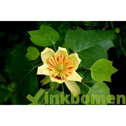 Liriodendron tulipifera, Amerikaanse tulpenboom