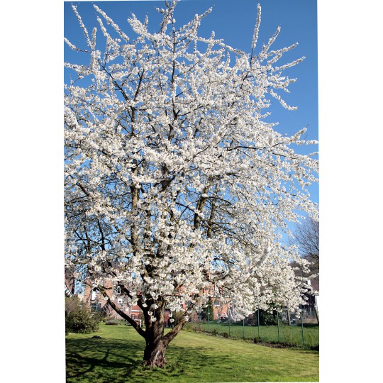 Prunus Avium, zoete kers