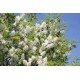 Prunus Padus