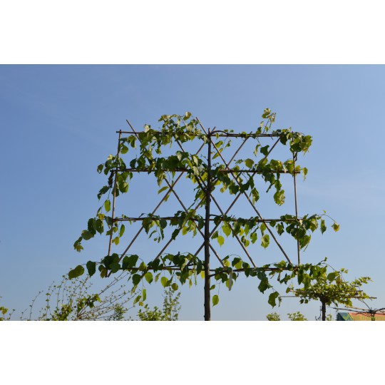 Leilinde Tilia europea pallida - koningslinde - leilindes makkelijk online kopen