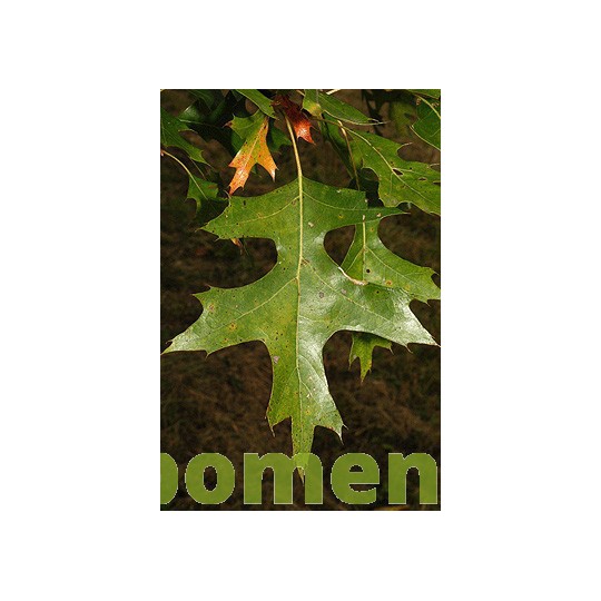 Quercus Palustris, moeraseik