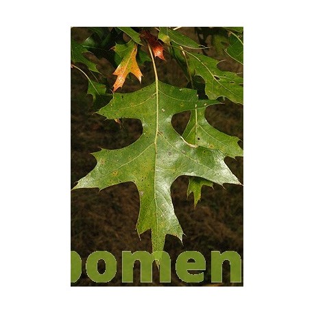 Quercus Palustris, moeraseik