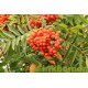 Sorbus aucuparia, Gewone lijsterbes