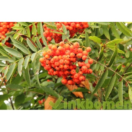 Sorbus aucuparia, Gewone lijsterbes