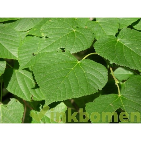 Tilia Platyphyllos, zomerlinde, grootbladige linde