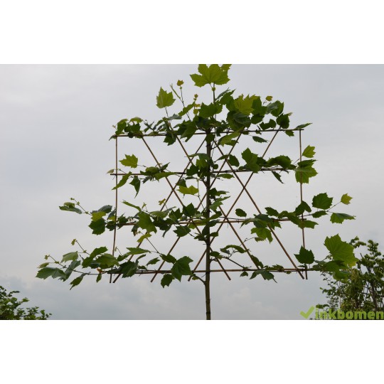 Leiplataan, Platanus Hispanica Acerifolia