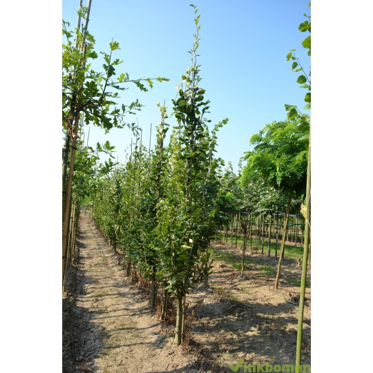 Fagus Orientalis Iskander, Zuilbeuk