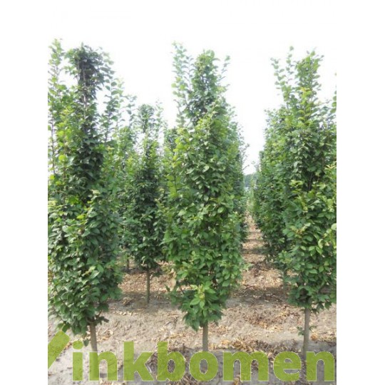 Carpinus betulus Lucas, zuilhaagbeuk