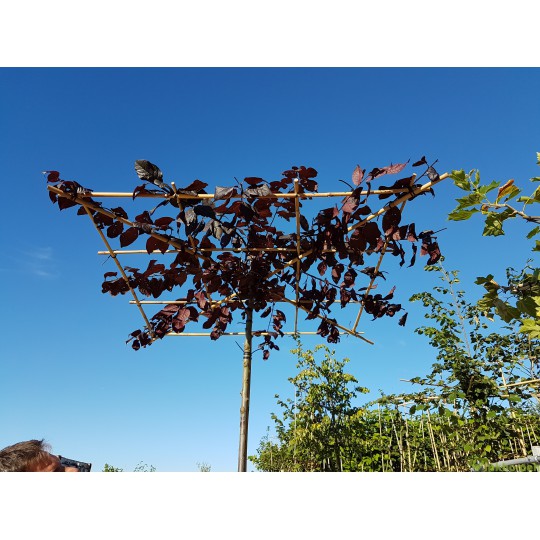 Dakprunus, Prunus cerasifera Nigra