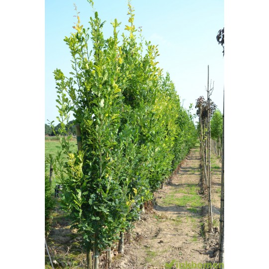 Quercus robur Fastigiata Koster, zuileik