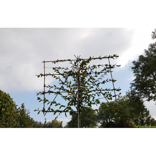Leibeuk, Carpinus Fastigiata