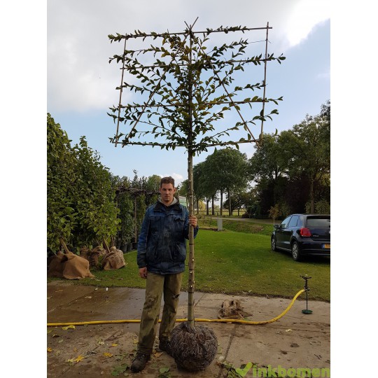 leibeuk, Carpinus betulus  Lucas
