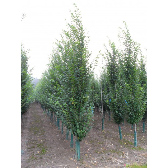 Carpinus betulus Fastigiata