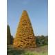 Carpinus betulus Fastigiata