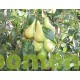 conference perenboom