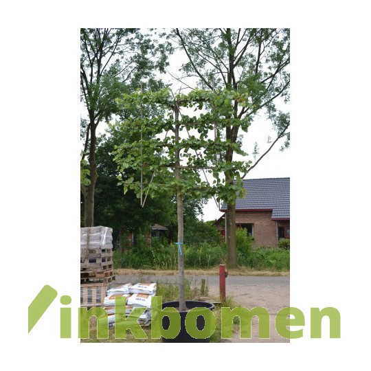 leilinde-tilia-pallida-meerjarig-voorgeleide-leiboom.html