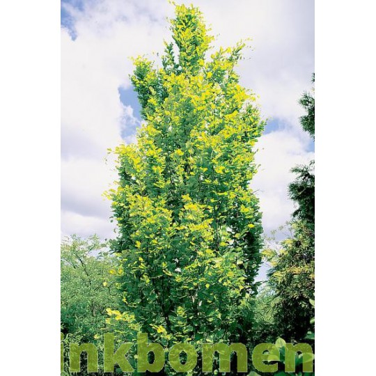 Fagus sylvatica Dawijck Gold
