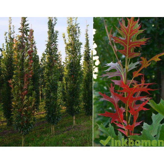 Quercus Palustris green pillar, moeras eik