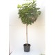 Bol esdoor, Acer plat. Globosum