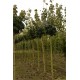 Bol esdoor, Acer plat. Globosum