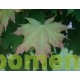 Bol esdoor, Acer plat. Globosum