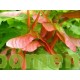 Bol esdoor, Acer plat. Globosum