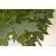 Bol esdoor, Acer plat. Globosum