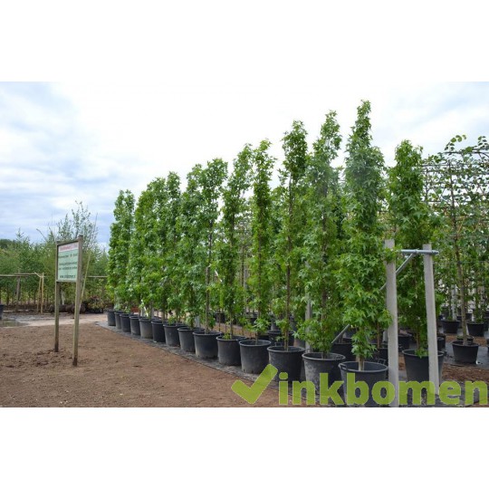 Liquidambar Slender Silhouette