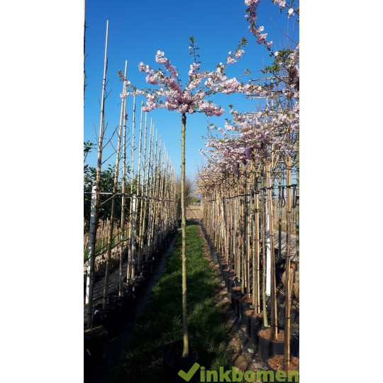 Bolkers, Prunus Autumnalis Rosea