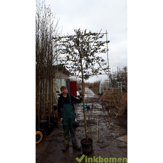 quercus ilex steeneik wintergroen grijsbladig groenblijvend en blad houdend leiboom leisteeneik lei eik  leisteeneik