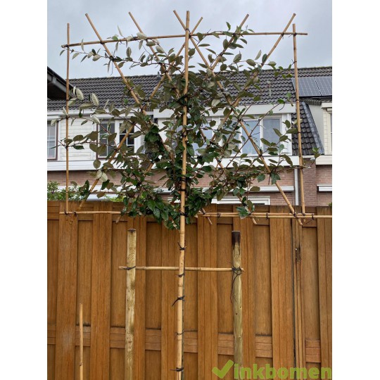 groenblijvende leiboom