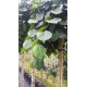 ulmus-camperdownii-prieel-iep-treuriep
