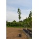 conference perenboom